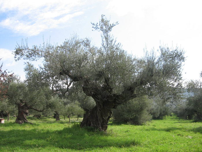 A tour of Parshat Tetzaveh by Israel Tour Guide Aaron Shaffier