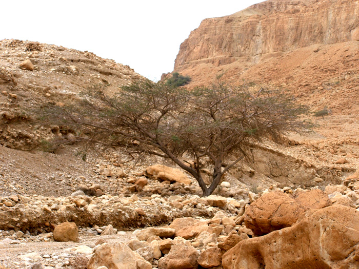 Israel Picture of the Day - Acacia Tree - Israel Tour Guide